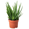 Aloe Plants