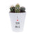 I Love Your Prick Cactus | Funny Planter, Plant and Repotting Kit