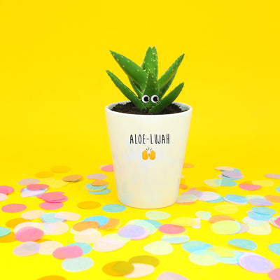 Aloe-Lujah Funny Planter, Plant and Repotting kit | Houseplant Gift
