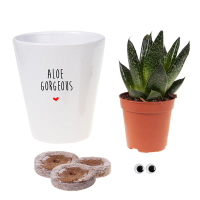 Aloe Gorgeous Funny Planter, Plant and Repotting kit | Houseplant Gift