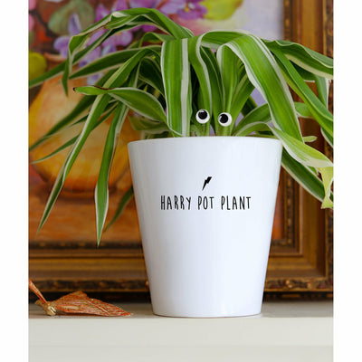 Harry Pot Plant | Funny Planter, Plant and Repotting Kit