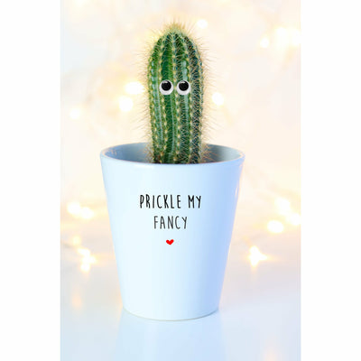 Prickle My Fancy | Funny Planter, Plant and Repotting Kit