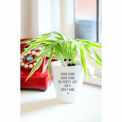 Spider Plant Lovely Aunt | Cute Planter, Plant and Repotting Kit
