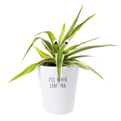 I'll Never Leaf You | Punny Planter, Plant and Repotting Kit