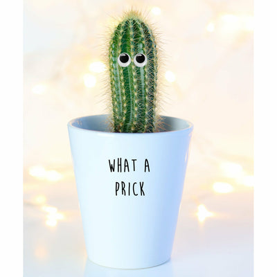 What A Prick | Funny Planter, Plant and Repotting Kit