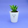 Aloe There | Personalised Punny Planter, Plant and Repotting Kit