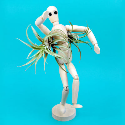 The Lady Gardener | Funny Hairy Air Plant, Figure & Growing Kit