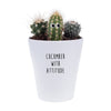 Cucumber With Attitude | Funny Planter | Funny Plant Pot | Cactus Cacti Houseplant