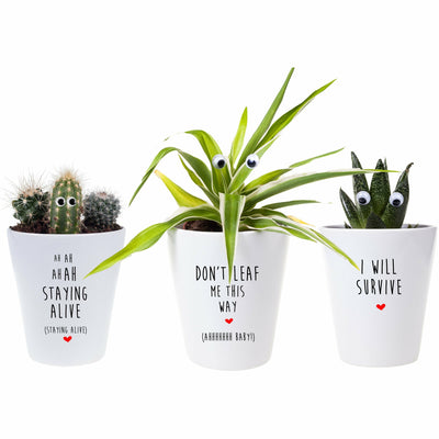 Disco Pun Set of 3 | Funny Planters, Plants and Repotting Kits
