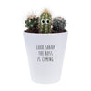 Look Sharp The Boss Is Coming | Funny Planter, Plant and Repotting Kit